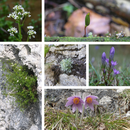 Kolaż sześciu zdjęć przykładowych gatunków roślin objętych monitoringiem