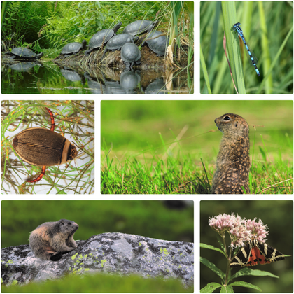 Kolaż sześciu zdjęć przykładowych gatunków zwierząt objętych monitoringiem