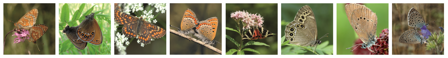 Zdjęcia przedstawiają monitorowane w cyklu 2023-2025 gatunki motyli: lewej przeplatka aurinia  (Euphydryas aurinia), strzępotek hero (Coenonympha hero), przeplatka maturna (Euphydryas maturna), czerwończyk fioletek (Lycaena helle), krasopani hera (Euplagia quadripunctaria), osadnik wielooki (Lopinga achine), modraszek nausitous (Maculinea nausithous), modraszek arion (Maculinea arion)