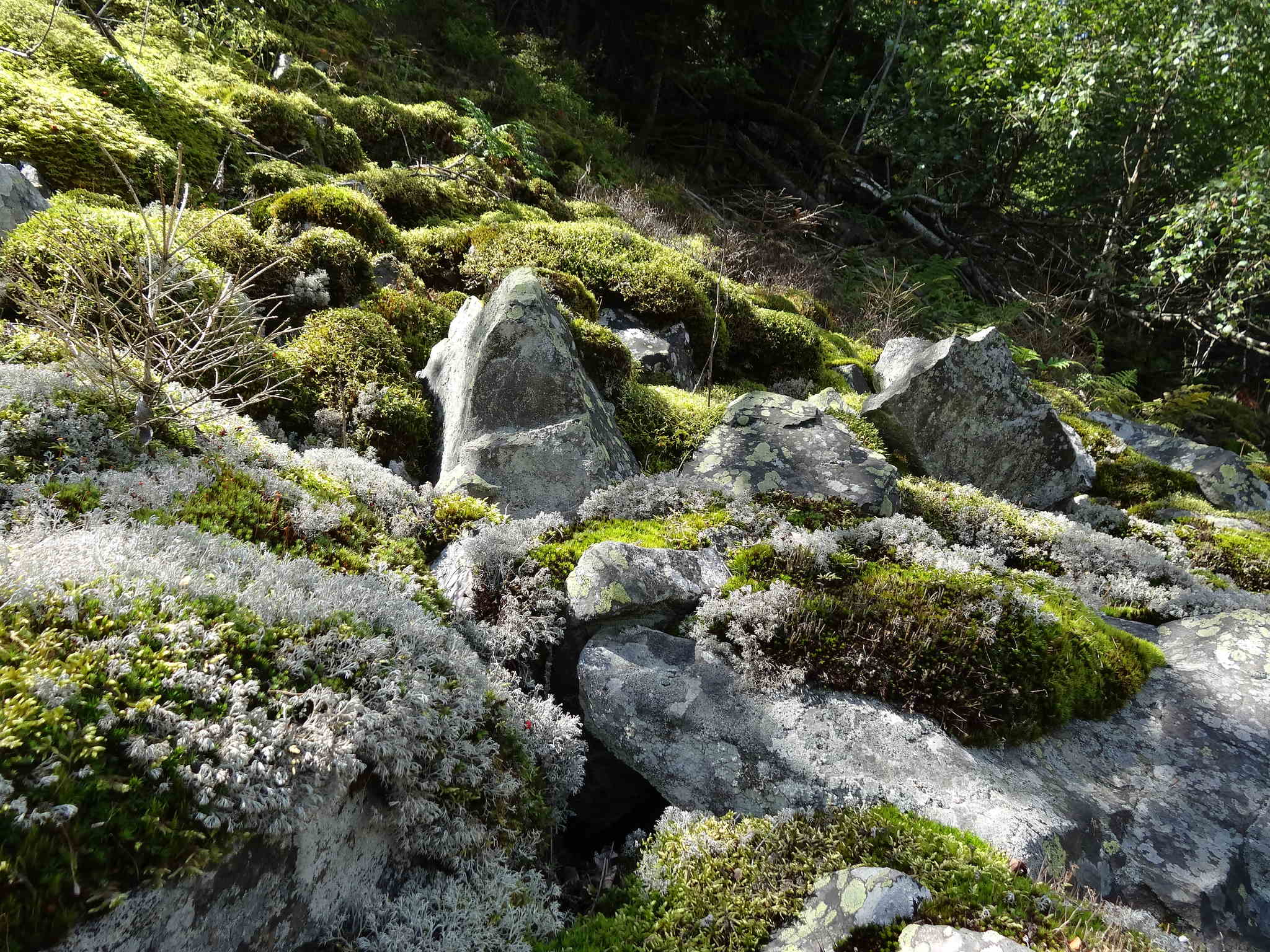 Gołoborze w Świętokrzyskim