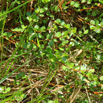 Zdjęcie przedstawiające liście brzozy karłowatej. Kliknięcie na zdjęcie spowoduje powiększenie do rozmiarów oryginalnych.