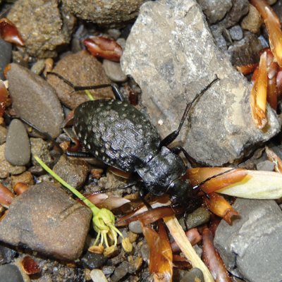 Zdjęcie przedstawiające chrząszcza biegacza urozmaiconego. Kliknięcie na zdjęcie spowoduje powiększenie do rozmiarów oryginalnych.