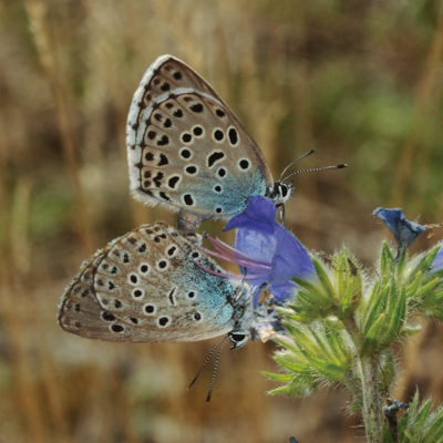 Zdjęcie przedstawiające modraszki arion. Kliknięcie na zdjęcie spowoduje powiększenie do rozmiarów oryginalnych.