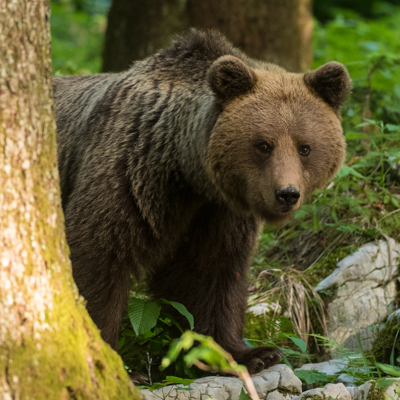 Zdjęcie przedstawiające niedźwiedzia brunatnego. Kliknięcie na zdjęcie spowoduje powiększenie do rozmiarów oryginalnych.