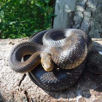 Zdjęcie przedstawiające węża Eskulapa. Kliknięcie na zdjęcie spowoduje powiększenie do rozmiarów oryginalnych.