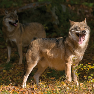 Zdjęcie przedstawiające wilki. Kliknięcie na zdjęcie spowoduje powiększenie do rozmiarów oryginalnych.
