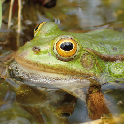 Zdjęcie przedstawiające żabę jeziorkową. Kliknięcie na zdjęcie spowoduje powiększenie do rozmiarów oryginalnych.