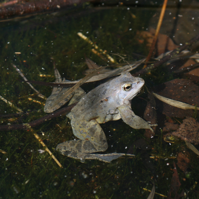 Zdjęcie przedstawiające żabę moczarową. Kliknięcie na zdjęcie spowoduje powiększenie do rozmiarów oryginalnych