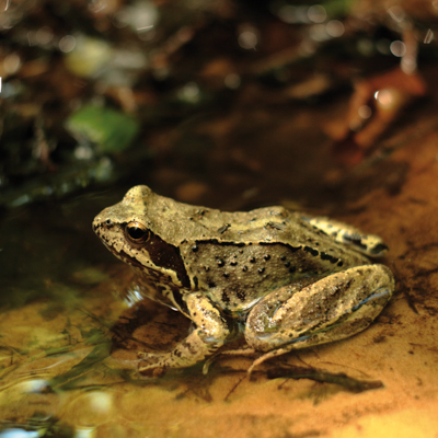 Zdjęcie przedstawiające żabę trawną. Kliknięcie na zdjęcie spowoduje powiększenie do rozmiarów oryginalnych.