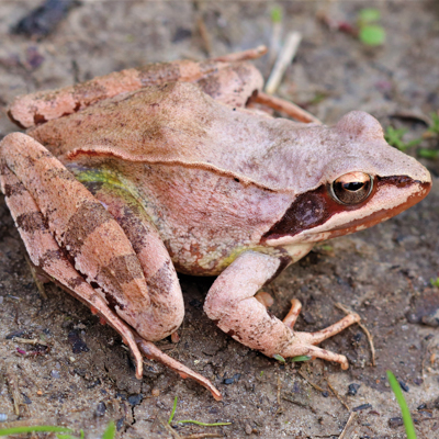 Zdjęcie przedstawiające żabę zwinkę. Kliknięcie na zdjęcie spowoduje powiększenie do rozmiarów oryginalnych.