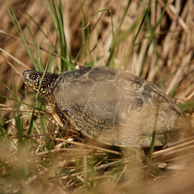 Zdjęcie przedstawiające żółwia błotnego. Kliknięcie na zdjęcie spowoduje powiększenie do rozmiarów oryginalnych.