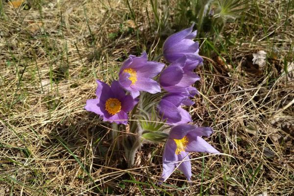 Fioletowe kwiaty sasanki otwartej