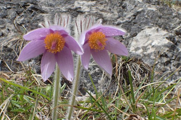Fioletowe kwiaty Sasanki słowackiej