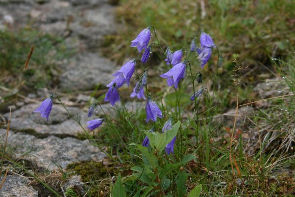 Ciemnofioletowe kwiaty zebrane w groniasty kwiatostan
