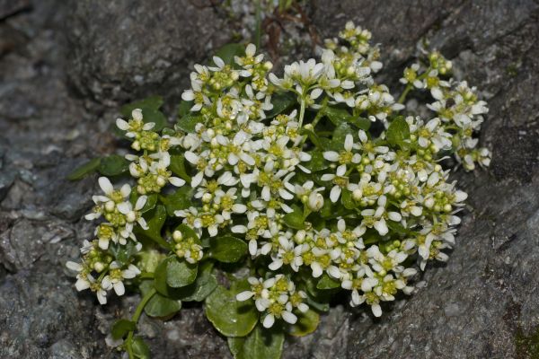 Białe kwiaty Warzuchy tatrzańskiej zebrane w nieduży kwiatostan