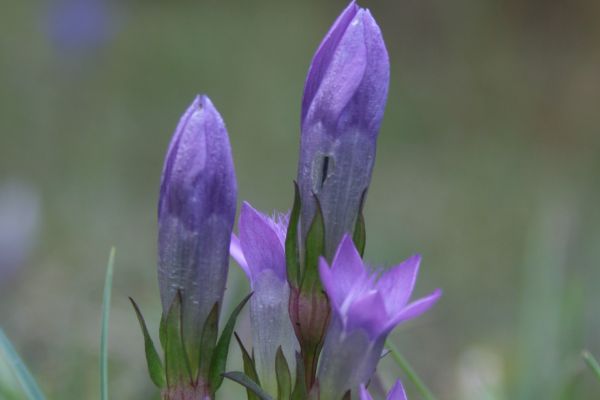 Niebieskofioletowe kwiaty