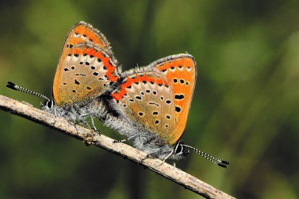 czerwonczyk-fioletek-lycaena-helle-dsc03048BA08BE7-3CF2-7842-B7AF-092201718F5B.jpg