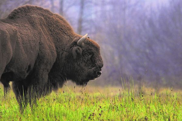 european-bison-r-kowalczyk9867DB73-6D3C-399B-37CC-9066953CD292.jpg