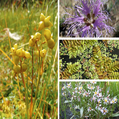 Kolaż czterech zdjęć przykładowych gatunków chronionych odnotowanych podczas monitoringu siedlisk