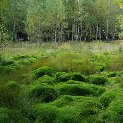 zdjęcie przestawiające torfowiska 