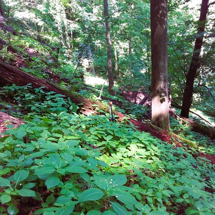 Siedlisko 9180 z niecierpkiem drobnokwiatowym w runie w Dolinie Szczawnika. Fotografia Janusz Dądela