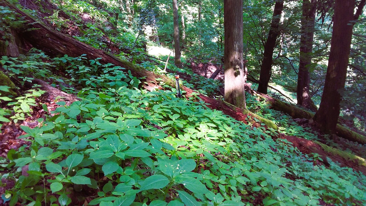 Siedlisko 9180 z niecierpkiem drobnokwiatowym