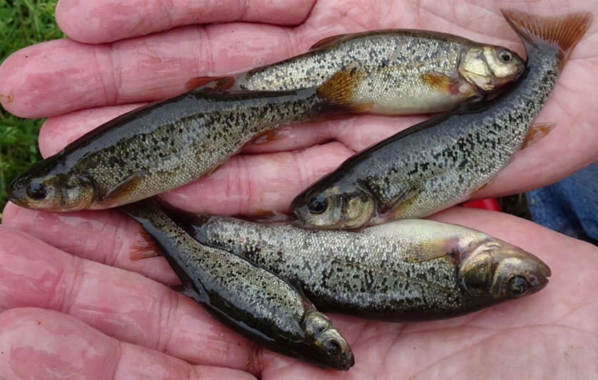 Strzebla błotna Rhynchocypris percnurus (fot. Jacek Wolnicki)