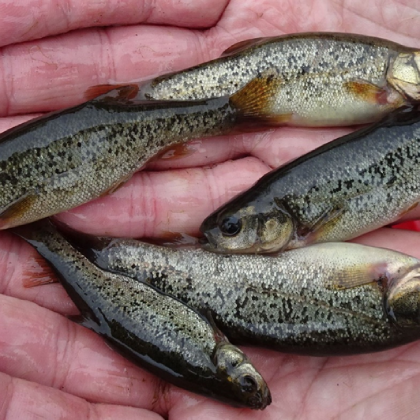 zdjęcie Strzebla błotna Rhynchocypris percnurus fotografia Jacek Wolnicki