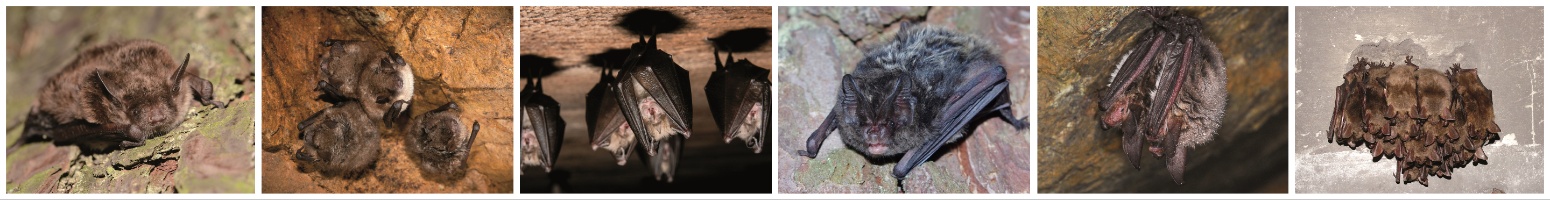 Zdjęcia przedstawiają monitorowane w cyklu 2023-2025 gatunki nietoperzy: od lewej: nocek łydkowłosy (Myotis dasycneme), nocek orzęsiony (Myotis emarginatus), podkowiec mały (Rhinolophus hipposideros), mopek zachodni (Barbastella barbastellus), nocek Bechsteina (Myotis bechsteinii) oraz nocek duży (Myotis myotis)